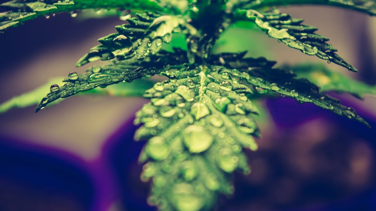 green leaf